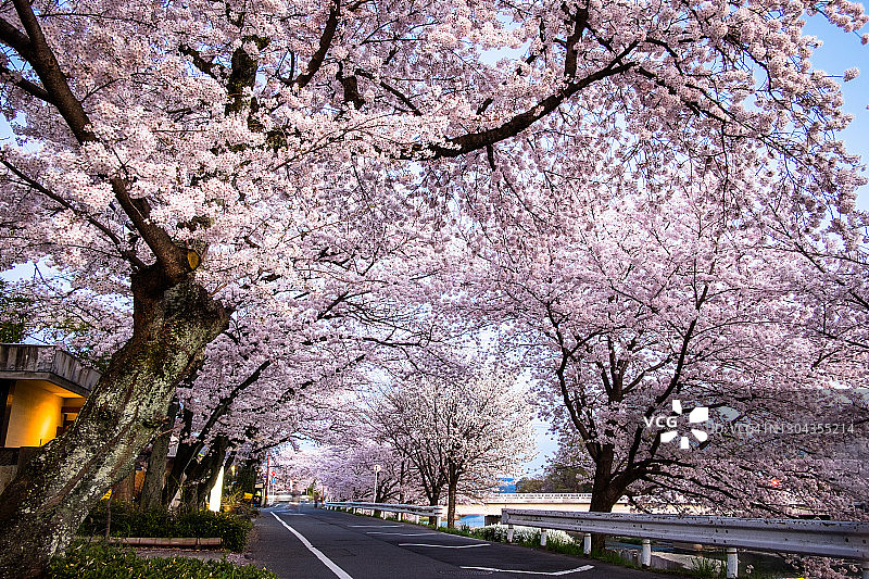 日本京都鸭川河附近，樱花盛开图片素材