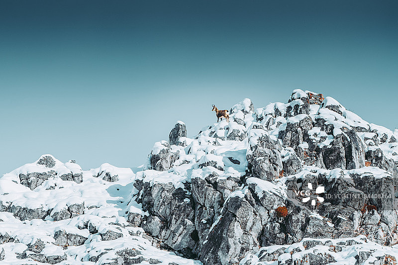 雪山顶上的岩羚羊图片素材