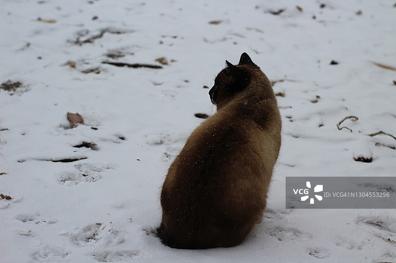暹罗泰国猫坐在雪堆里。背面的毛绒绒的小猫与雪花的毛皮图片素材