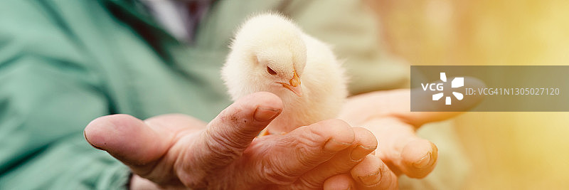 可爱的小黄鸡新生儿在老农妇手中自然背景。横幅。耀斑图片素材
