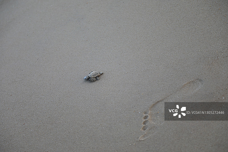 一只濒临灭绝的海龟开始了他的新生活图片素材