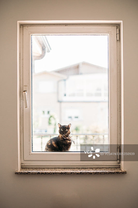 猫从窗外看图片素材
