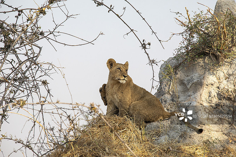 白蚁丘上的狮子幼崽图片素材