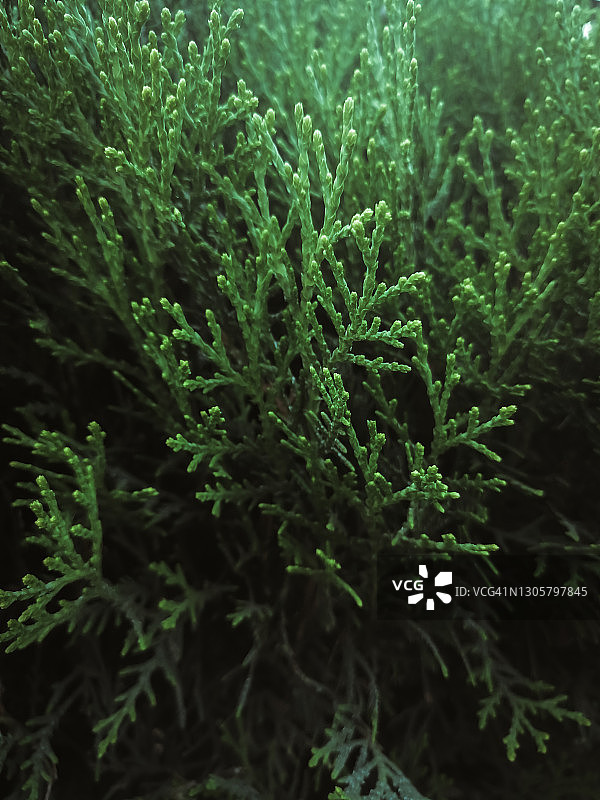 绿色观赏植物——杜嘉图片素材