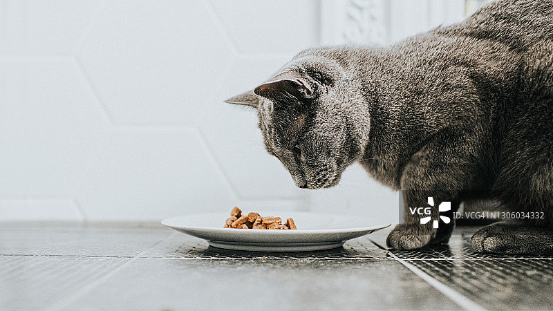 一只灰猫在吃一小盘湿猫粮图片素材