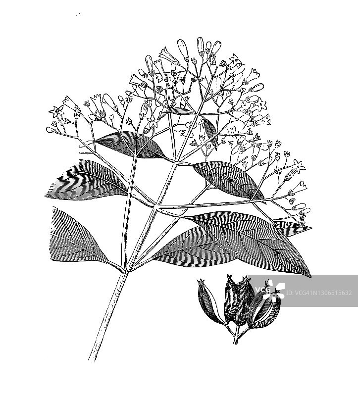 古老的植物雕刻插图，金鸡纳officinalis图片素材