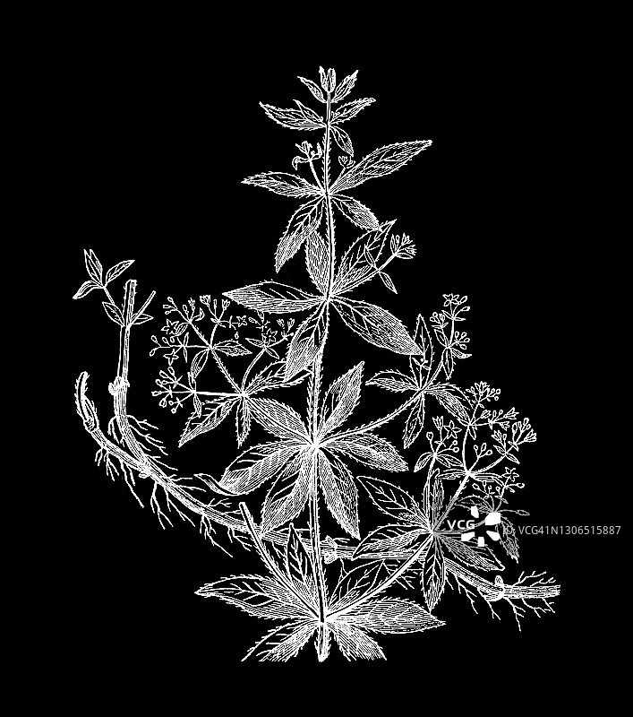 古老的植物学雕刻插图，玫瑰茜草或普通茜草或染茜草(红茜草)图片素材