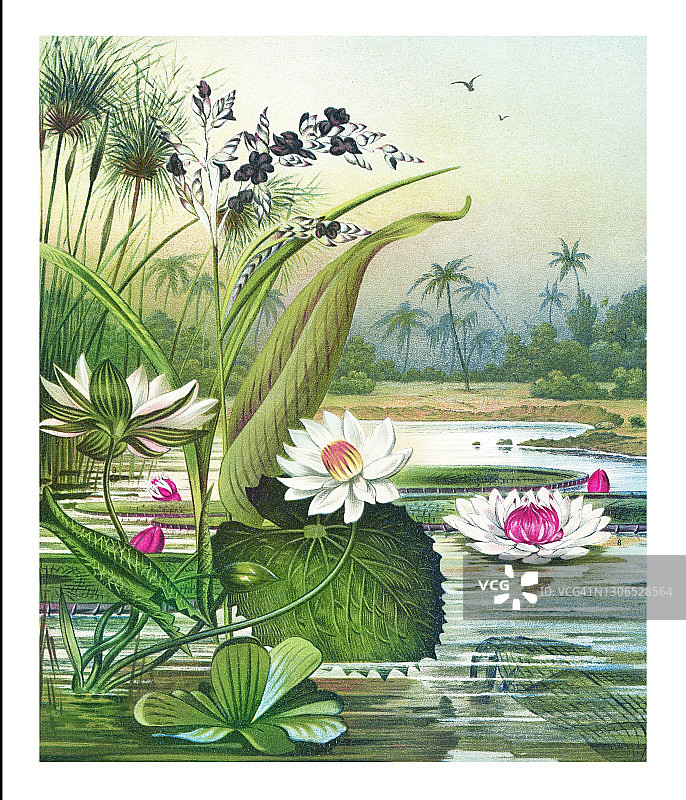 古老的植物雕刻插图，水生植物图片素材