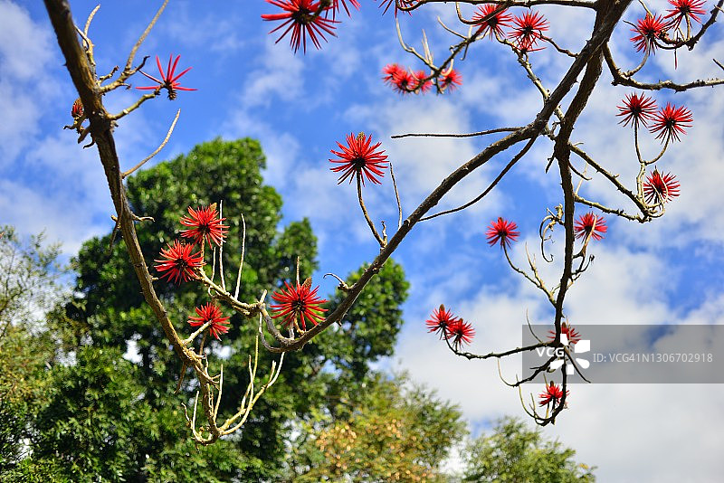 红色的刺桐树花-葡萄牙，马德拉岛，芬查尔，植物和树在圣卡塔琳娜公园，圣卡塔琳娜公园图片素材