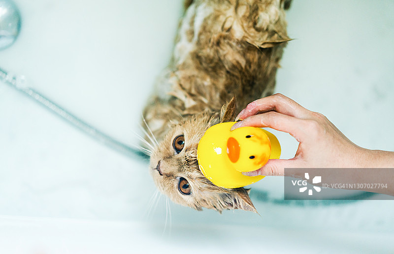 一只猫在周末洗澡图片素材