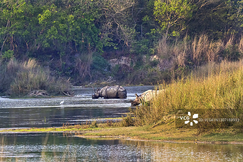 大独角犀牛，皇家巴迪亚国家公园，尼泊尔图片素材