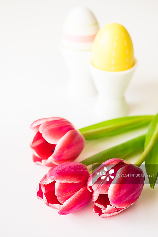 在蛋杯里画复活节彩蛋，在白色的背景上画上新鲜的粉红色郁金香。孤立在白色的。图像与复制空间。图片素材