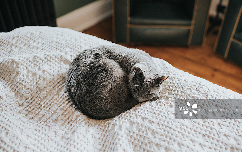 蜷着身子的灰猫睡在一张柔软的床上，上面盖着一张毯子图片素材