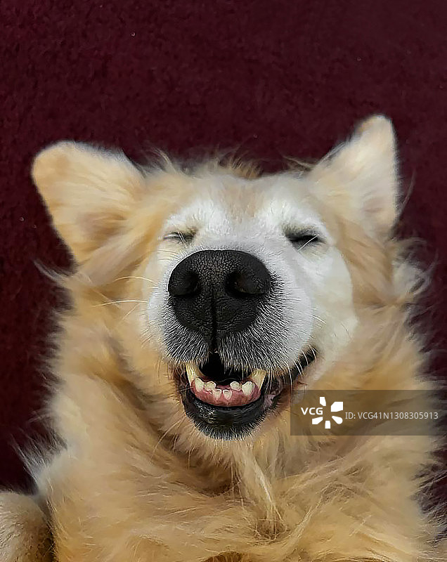 一只熟睡的金毛猎犬在微笑。近距离图片素材