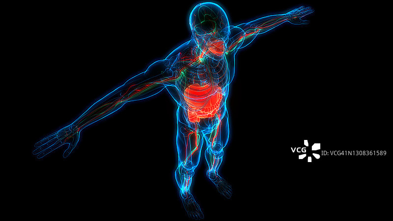 人体消化系统解剖学图片素材