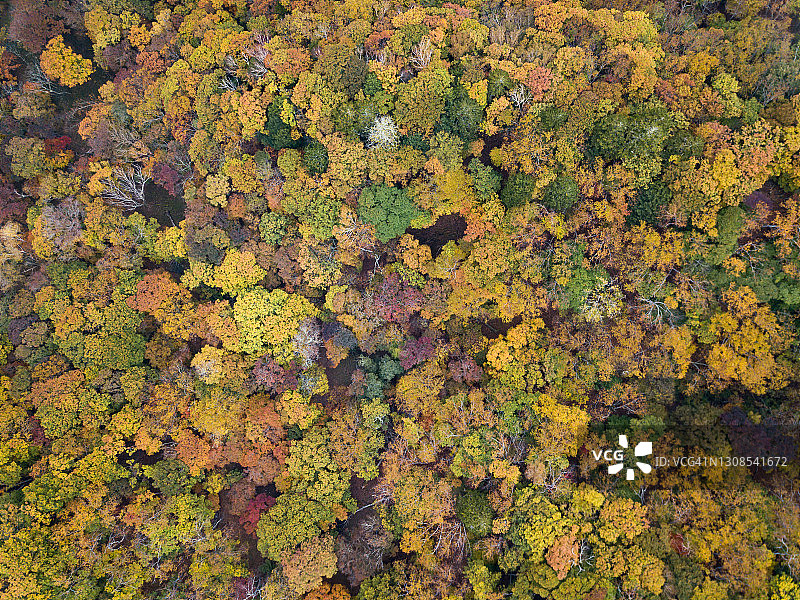 秋天森林鸟瞰图图片素材