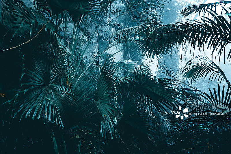 雾中的神秘森林，蓝色雾中的树枝剪影图片素材
