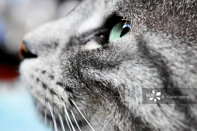 美丽的虎斑灰猫近距离图片素材