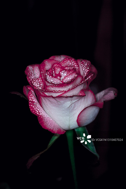 美丽的粉红色玫瑰与白色的阴影和露珠在一个黑色的背景关闭图片素材
