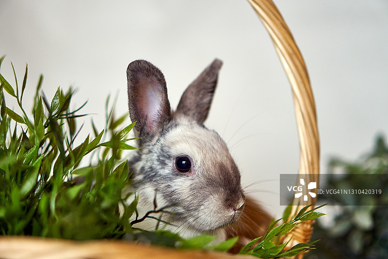 兔子在篮子里。白兔和灰兔分别看着镜头。健康的宠物图片素材