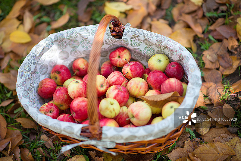 篮子与红苹果的背景秋叶-储存照片图片素材