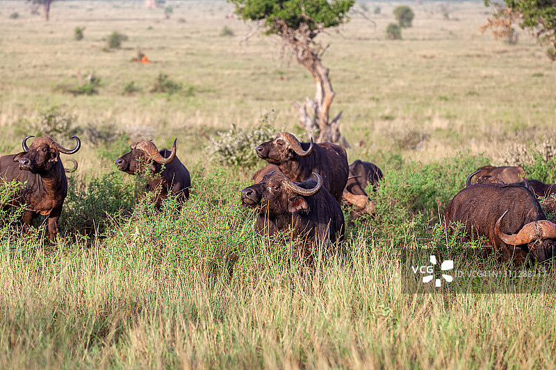 野生的非洲水牛图片素材