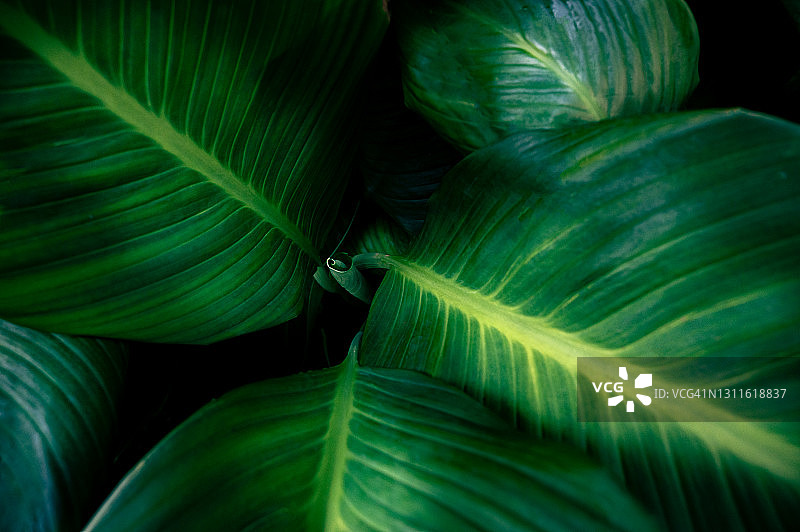 热带叶彩色花深色热带叶自然背景深绿色叶自然图片素材