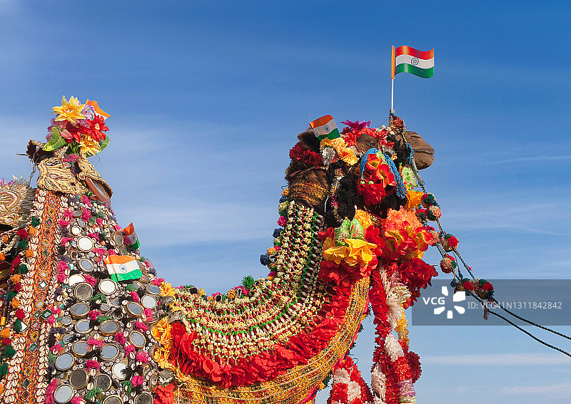 印度拉贾斯坦邦比卡内尔骆驼节上美丽装饰的骆驼图片素材