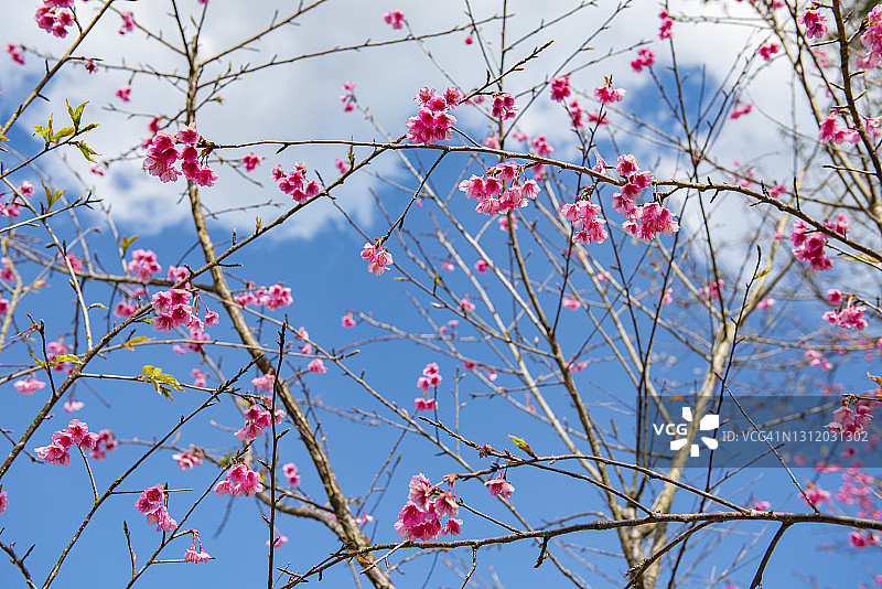 粉红色的樱花枝与蓝天图片素材