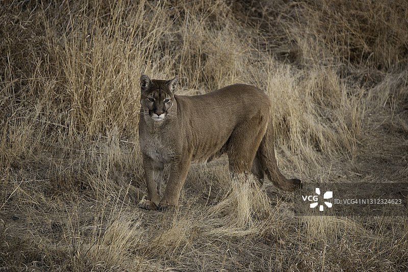美洲狮也被称为山狮，豹或美洲狮在冬季在科罗拉多州的草地狩猎图片素材
