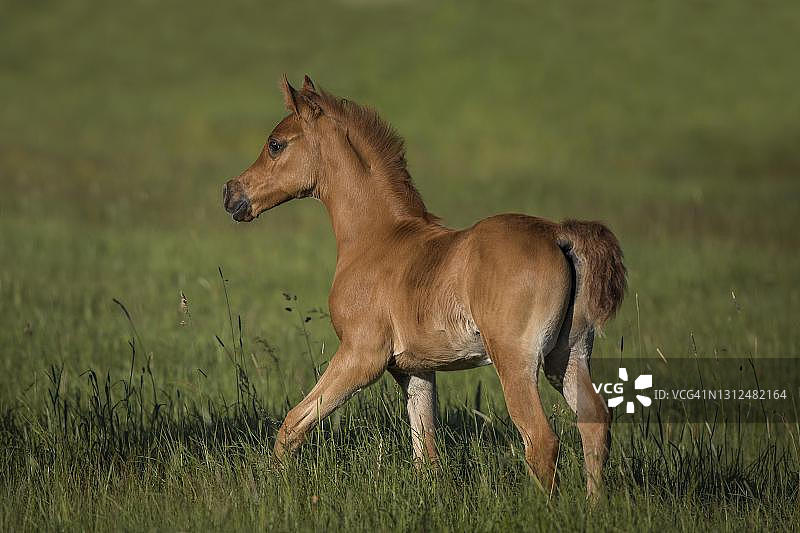 春天在德国莱茵兰-普法尔茨草原上的阿拉伯小马驹图片素材