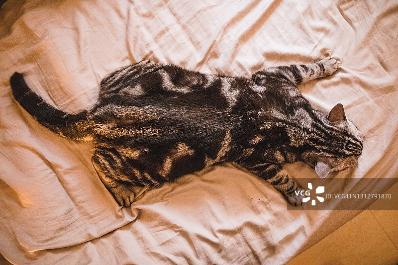 高角度的可爱的短毛猫躺在床的前面图片素材