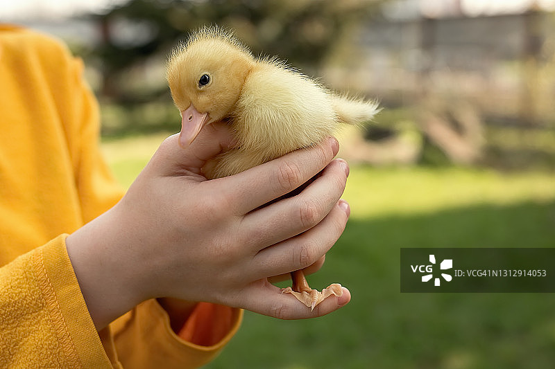 一只小黄鸭在孩子的怀抱里。特写镜头。图片素材