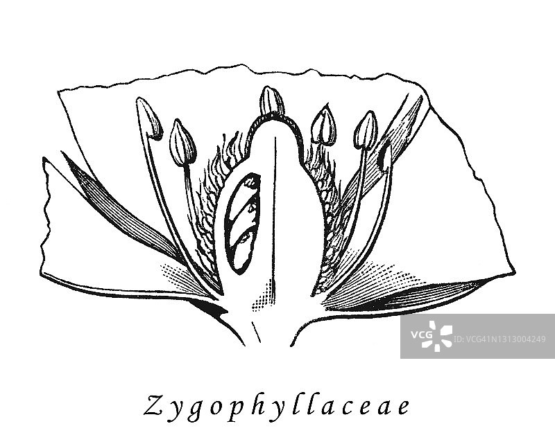 古老的花型和形状的雕刻插图，豆山柑，菱角-角叶科图片素材