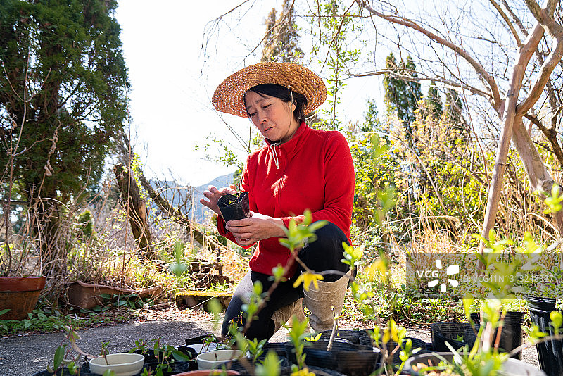 一名成熟的日本妇女在自家花园里检查植物图片素材