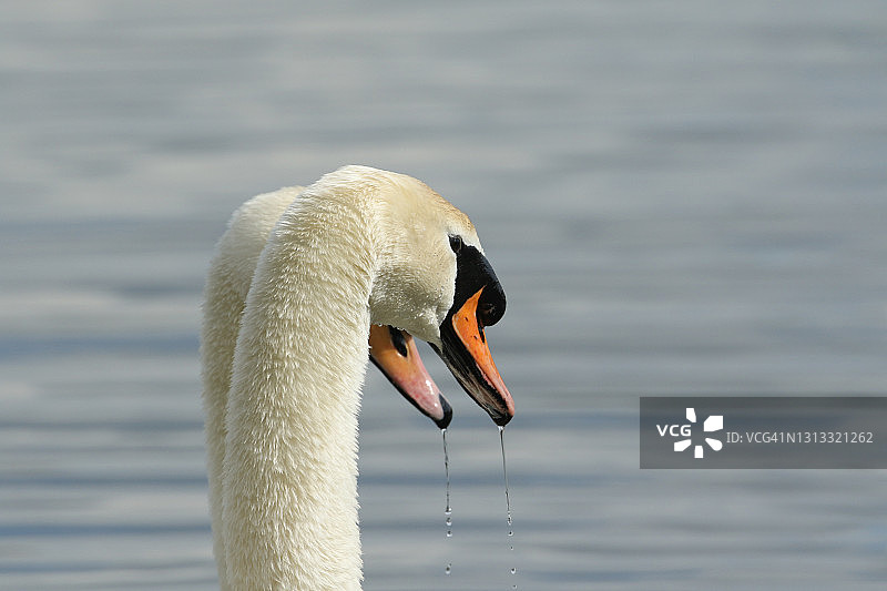 春天里，两只正在求欢的疣大天鹅的头在湖上游泳。图片素材