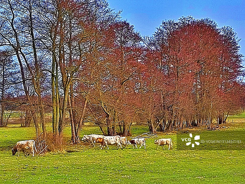 奶牛和他们的小牛在牧场，围场图片素材
