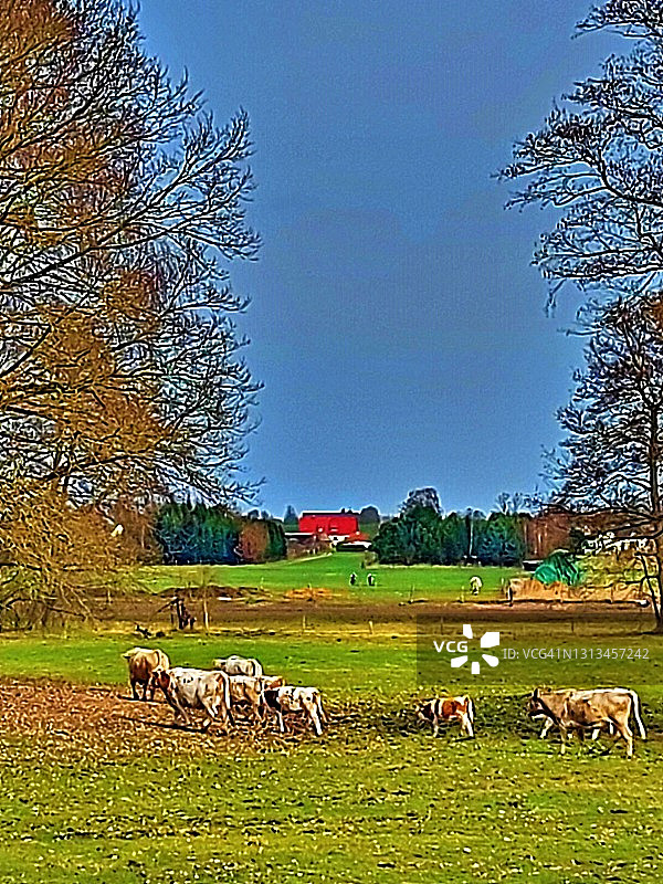 奶牛和他们的小牛在牧场，围场图片素材