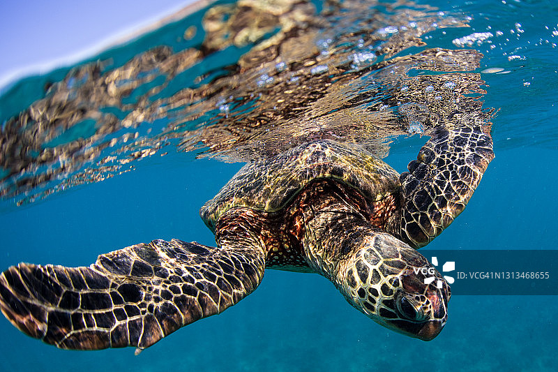 海面上的绿海龟图片素材