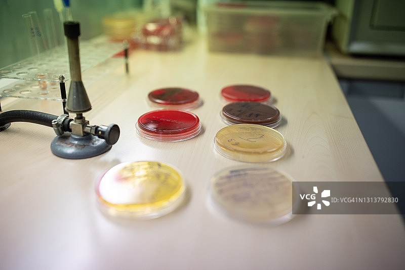 微生物实验室有细菌培养样本的培养皿图片素材
