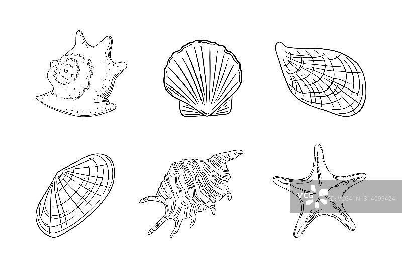 贝壳内嵌海星、扇贝、牡蛎等藤壶。贝壳隔离在白色背景。矢量图图片素材