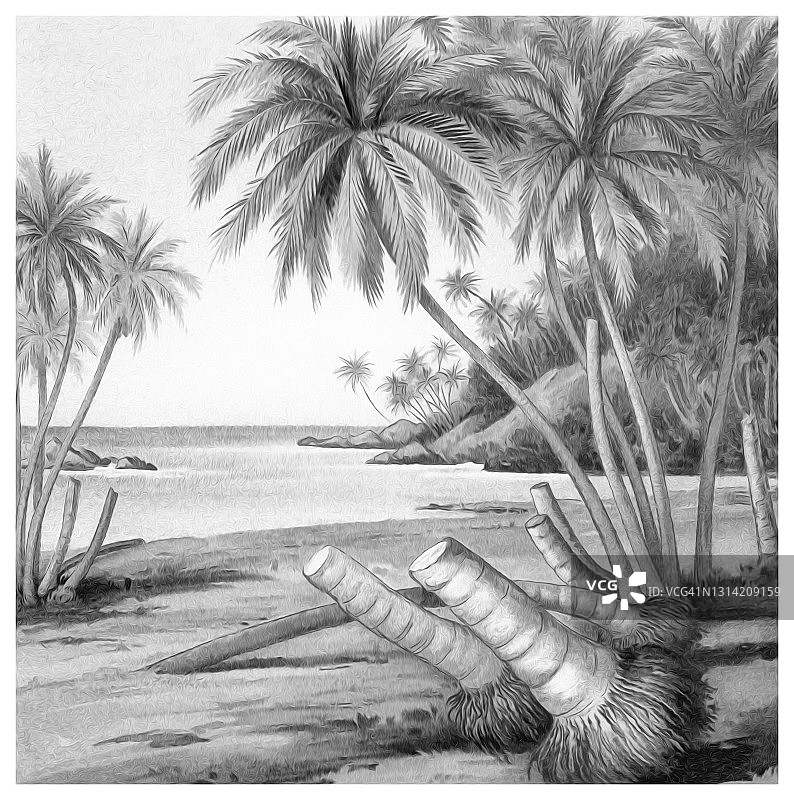 古老雕刻插图的椰子树在一个海滩上锡兰，植物生长在沙丘图片素材