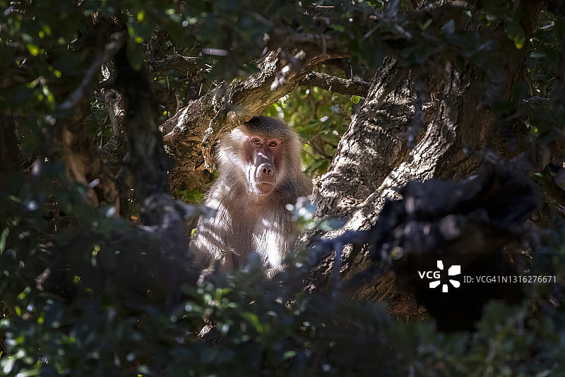 一只哈马德里亚狒狒看着相机的肖像-哈马德里亚狒狒图片素材