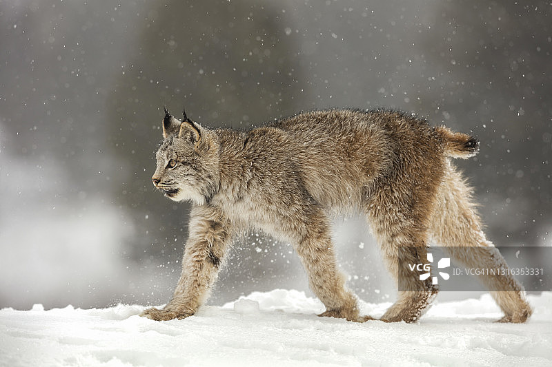 加拿大山猫(Lynx canadensis)在雪下行走的近景图片素材