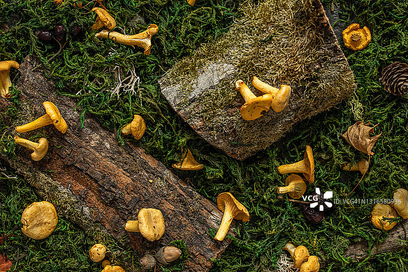 生鸡油菌放在木头上图片素材