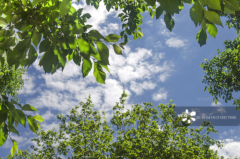 低角度的树木对蓝色的天空和云图片素材