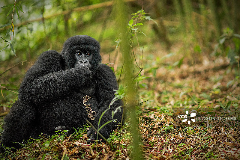 年轻的山地大猩猩(白令盖大猩猩)坐在竹子中间，进食和看着摄像机图片素材