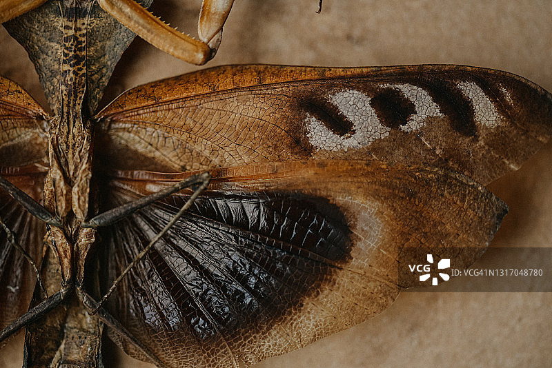 干皮叶螳螂图片素材