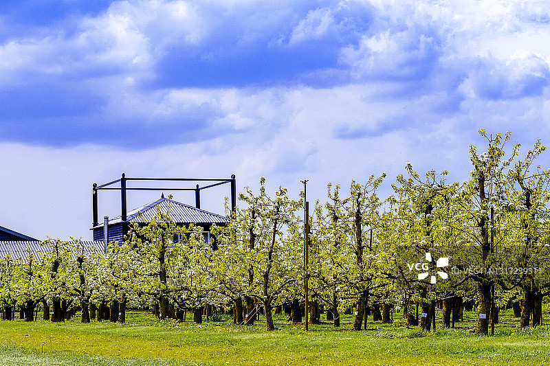 春天的风景在果园与老苹果树在草地上图片素材