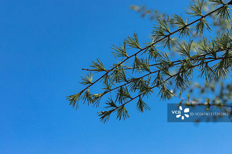 美丽的绿色落叶松树枝上干净的深蓝色的天空，春天的自然背景图片素材
